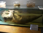 Pottwalpenis im Heimatmuseum auf Borkum