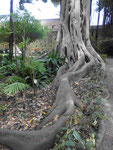 Wurzeln im Jardin Botanico von Puerto de la Cruz, Teneriffa
