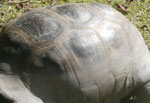 Riesenschildkrötenpanzer auf Curieuse, Seychellen