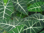 Botanischer Garten Montreal, Kanada