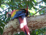 Ara, Costa Rica