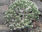 César Manriques Jardin de Cactus, Lanzarote
