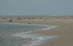 Kegelrobben auf Borkum