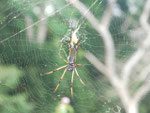Spinne auf den Seychellen