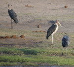 Marabus im Chobe Nationalpark, Botswana