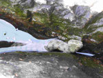 Wasserschlange am Gardasee