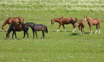Pferdeherde im Alten Land an der Elbe