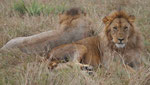 Löwen im Massai Mara Nationalpark, Kenia