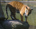 Im Berliner Zoo