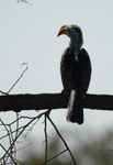 Grautoko im Kruger National Park, Südafrika