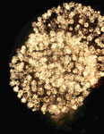 Havel in Flammen 2022
