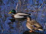 Enten auf dem Lichtenrader Dorfteich