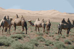 Kamelherde in der Mongolei