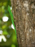 Neongrüner Gecko auf den Seychellen