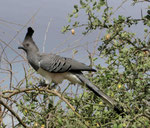 Weißbauch-Lärmvogel in Kenia