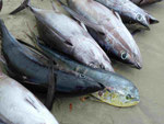 Auf Mauritius