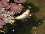 Koi im Japanischen Garten Leverkusen