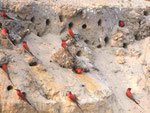Bienenfresser am Steilufer des Okawango in Namibia