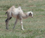 Weißes Kameljungtier in der Mongolei