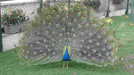 Pfau in Cartagena de Indias