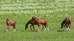 Pferdeherde im Alten Land an der Elbe