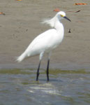 Reiher, Costa Rica