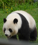 Im Berliner Zoo