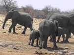 Elephanten im Etosha Nationalpark, Namibia