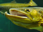 Oceaneum und Meeresmuseum Stralsund