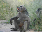 Tschakma Pavian im Kruger National Park, Südafrika