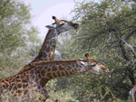 Giraffen im Kruger National Park, Südafrika
