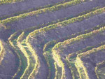 Portweinberge am Douro, Portugal