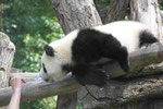 Im Berliner Zoo
