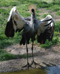 Im Berliner Zoo