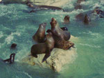 Seelöwen in Punta Loma, Puerto Madryn, Argentinien