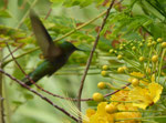 Kolibri auf Martinique