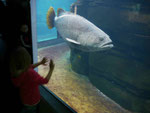 Im Aquarium Berlin