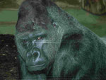 Im Berliner Zoo, Ivo
