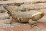 Echse in Trinidad de Cuba