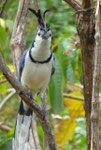 ? Costa Rica