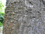 Tropischer Baum mit Dornen auf den Azoren
