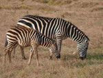 Zebras in Kenia