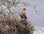 Adler in Kenia