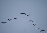 Abendanflug der Kraniche bei Linum/Brandenburg