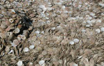 Muschelboden in Südvietnam nahe Phan Thiet