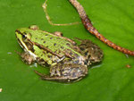 Frosch in einem Teich in Berlin-Kladow