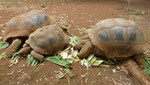 Riesenschildkröten auf Mauritius