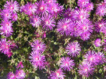 Sternblumen