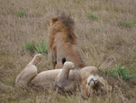2 Löwenmännchen im Massai Mara Nationalpark, Kenia