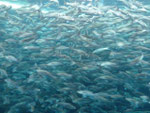 Fischschwarm im Loro Park, Teneriffa, Spanien